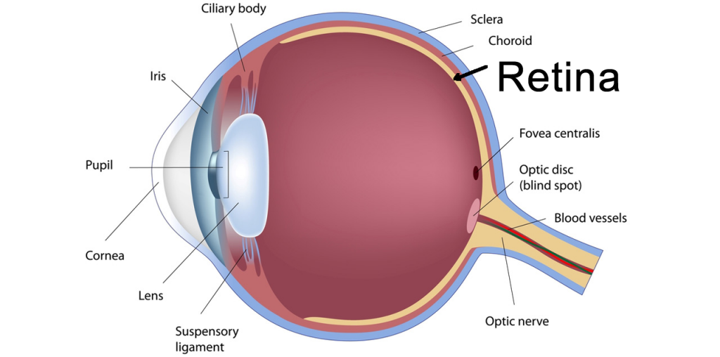 Optomap The world’s most advanced scan of your retina Finchley's